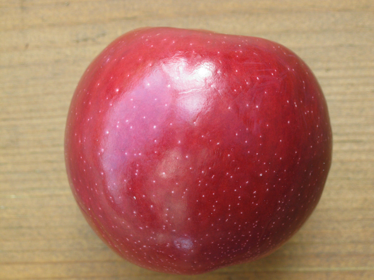 A ripe red Empire apple