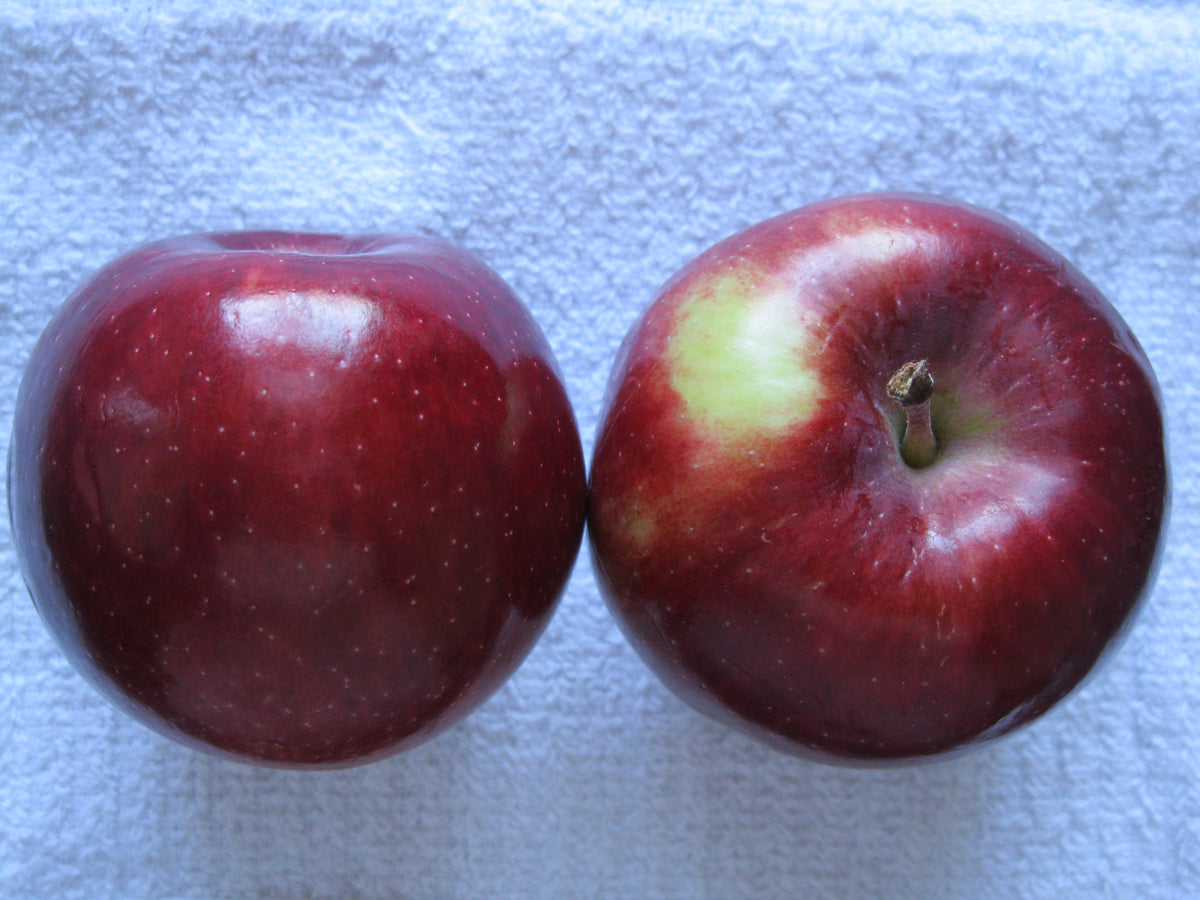 Two deep red Empire apples