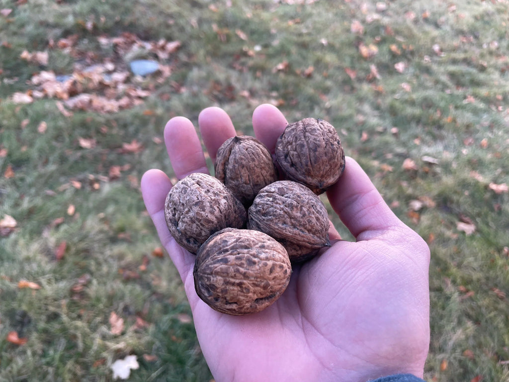 English walnuts in their green husks on the tree