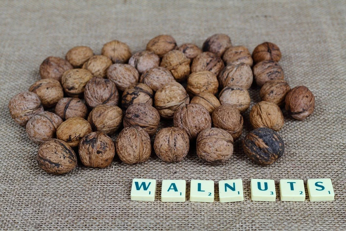 A handful of cured English walnuts in the shell