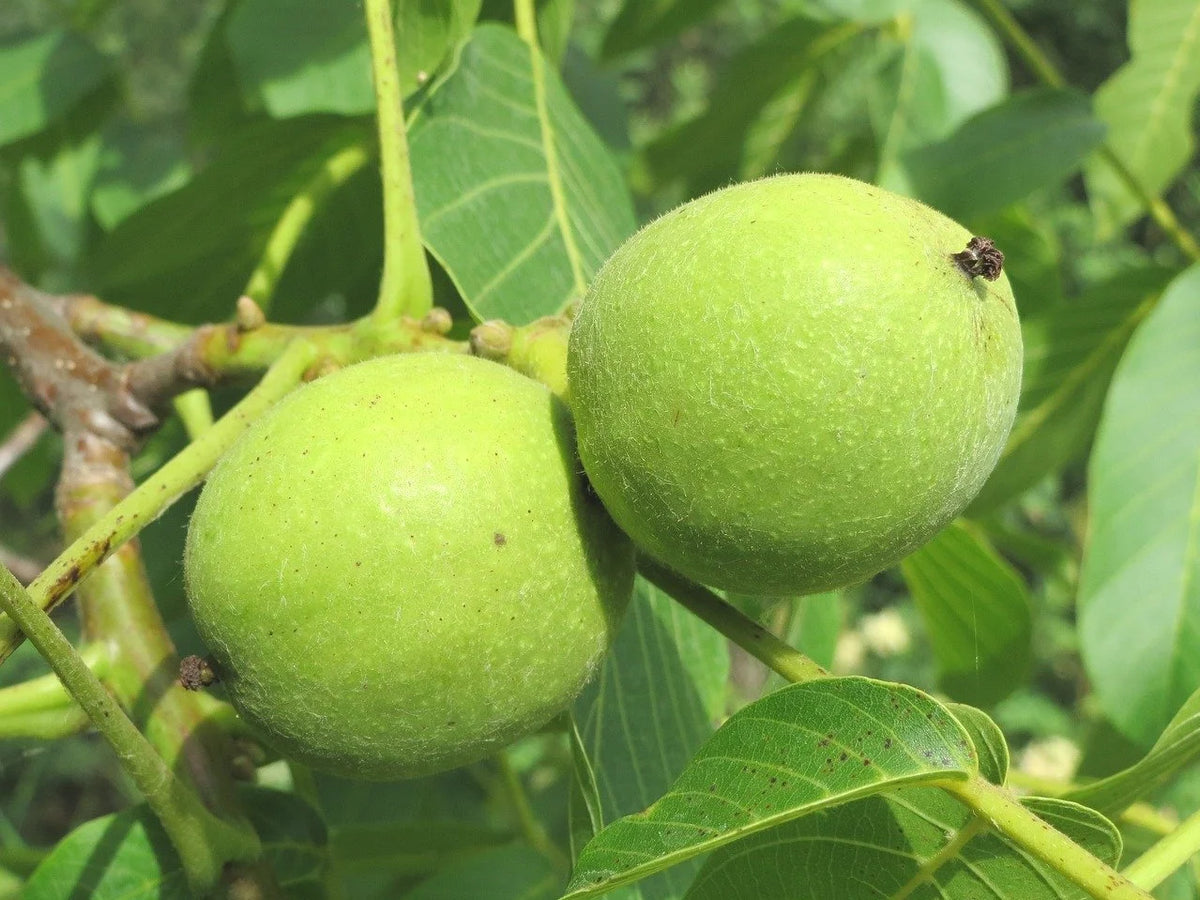 Ultra Northern English Walnut (Bundle of 2)