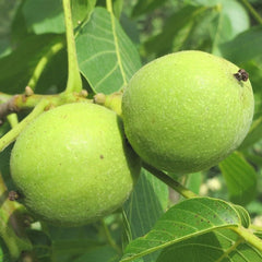 Ultra Northern English Walnut (Bundle of 2)