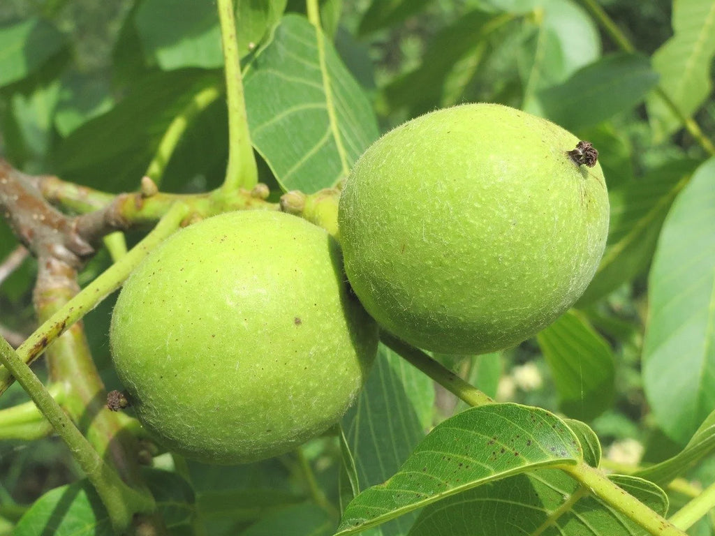 Green English walnuts developing on the branch