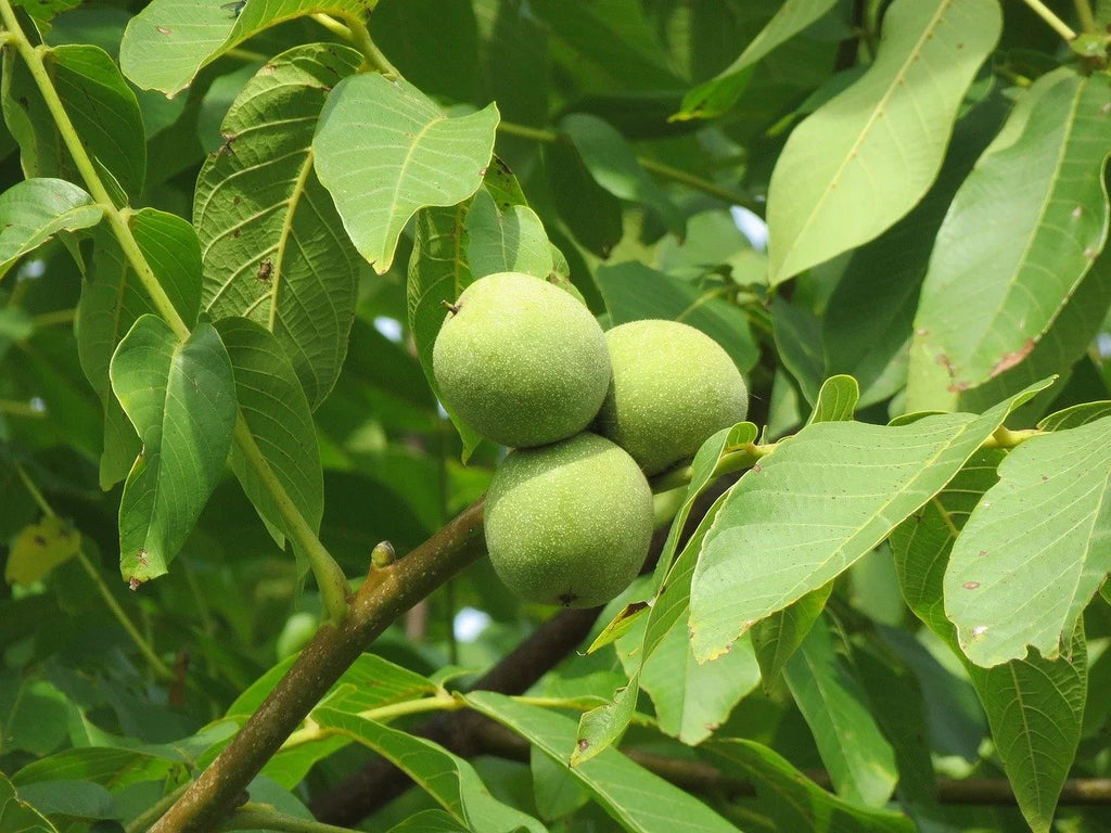 A mature English walnut tree in an open field