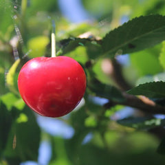 Evan's Bali Tart Cherry