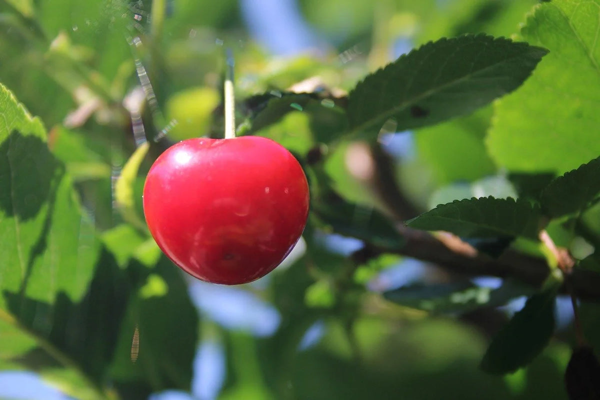Evans Bali tart cherries growing on the tree