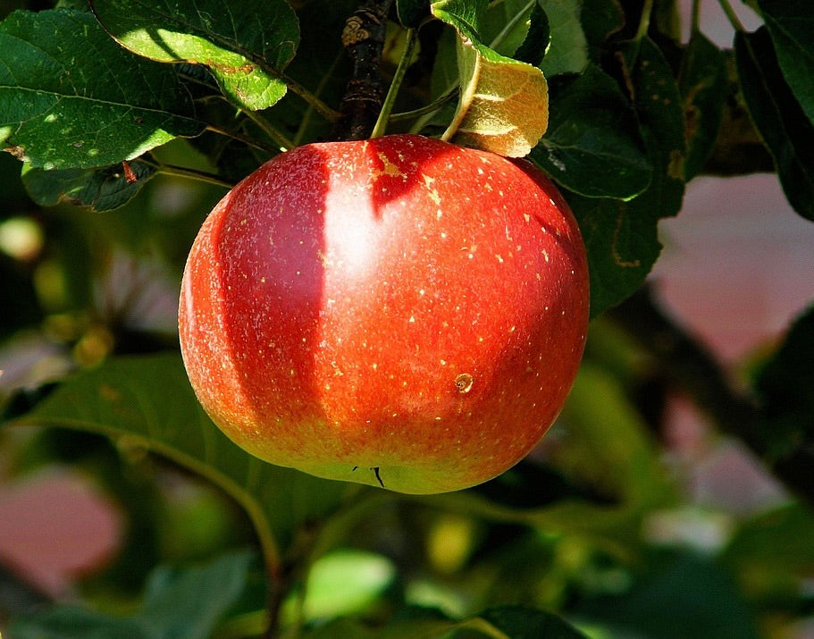 An EverCrisp apple ripening on the tree