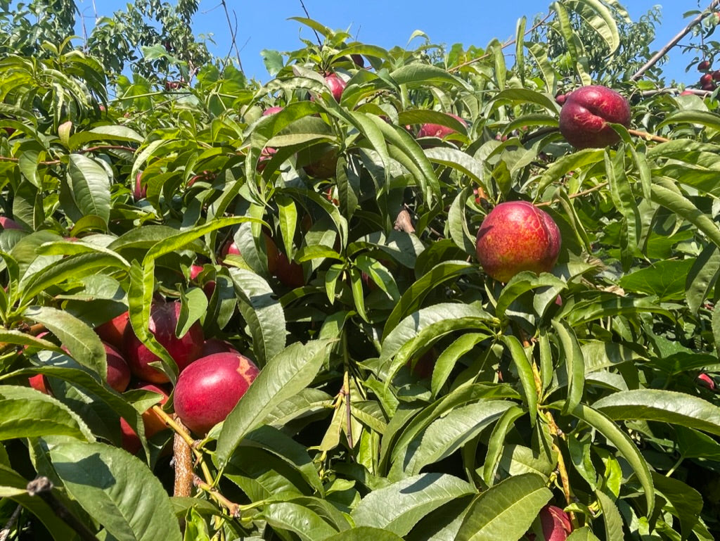 Fantasia nectarines ripening on the tree