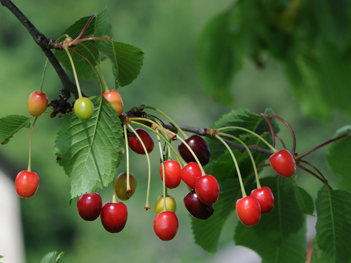 Representative photo of ripe tart cherries on the branch, not FE itself