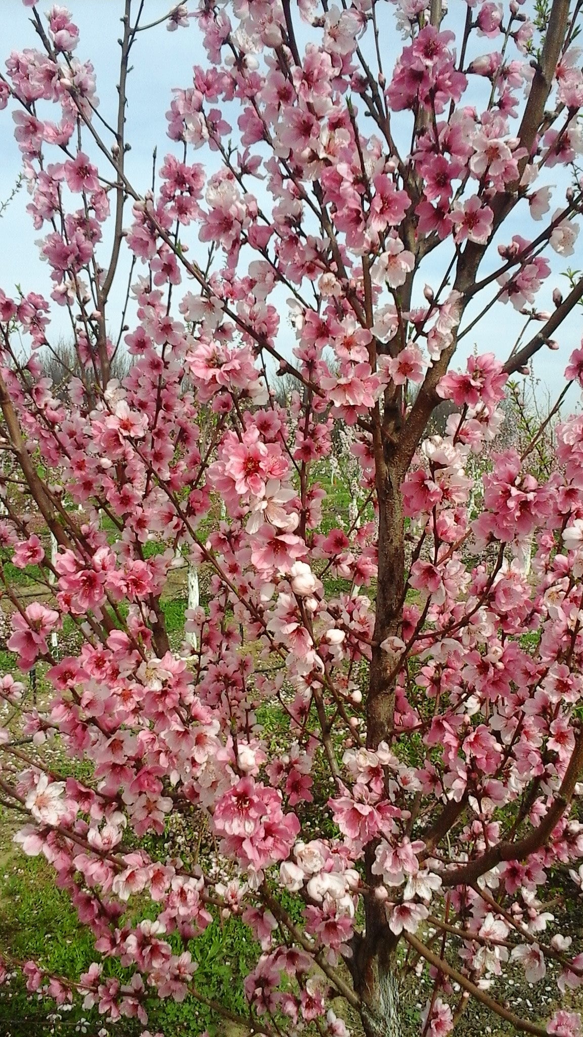 Flavortop nectarine tree in full bloom at the USDA repository in Davis, California