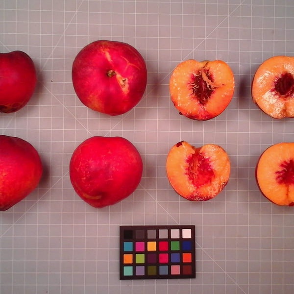 Flavortop nectarines shown whole and cut beside a color card