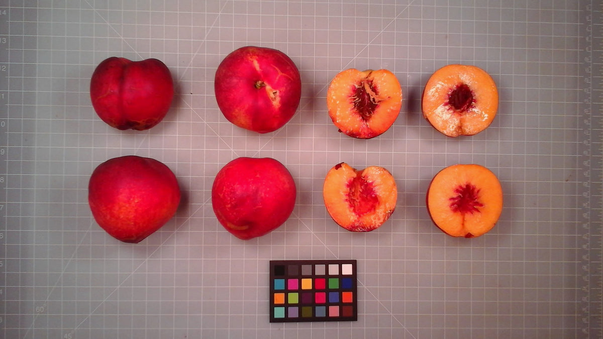 Flavortop nectarines shown whole and cut beside a color card