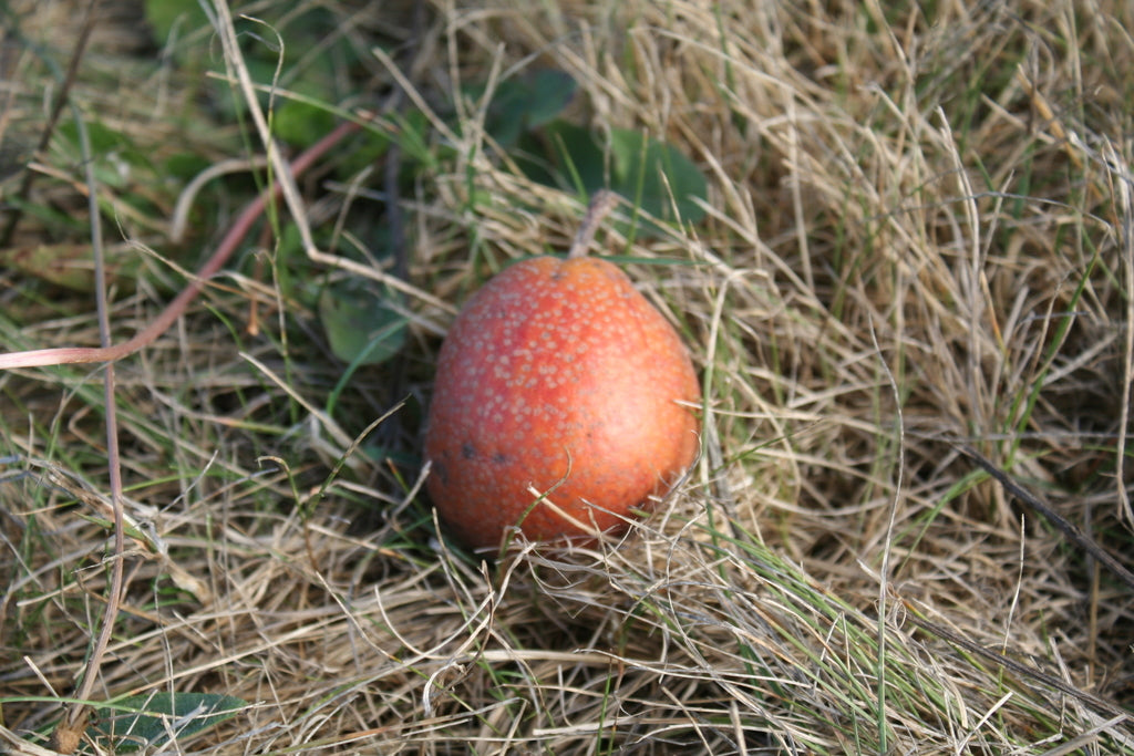 A red-blushed Flemish Beauty pear lying in the grass