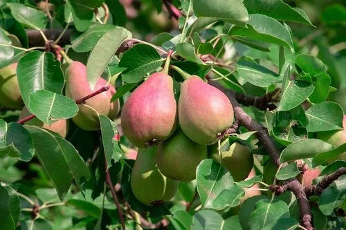 Flemish Beauty pears ripening on the branch