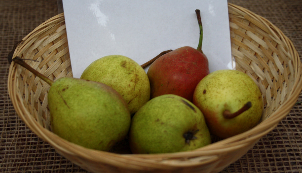Flemish Beauty pears in a basket at a fruit show