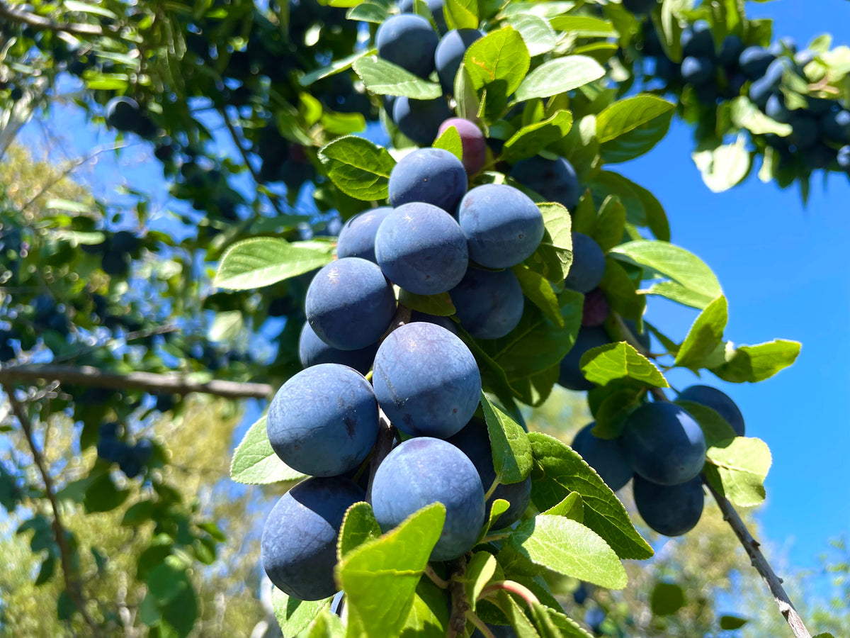 Florence plum seedling fruit ripening on the tree