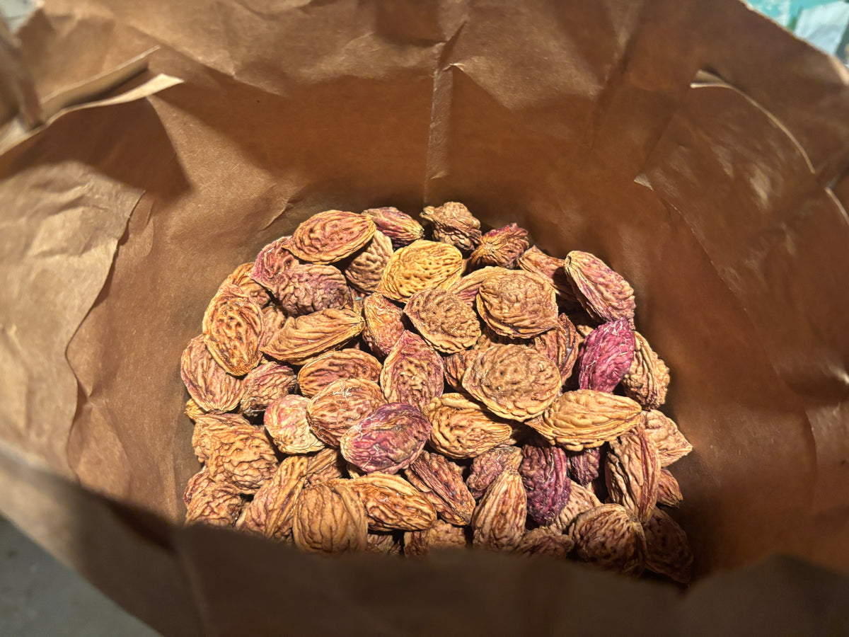 A bag of Forbidden Fruit peach seeds ready for stratification