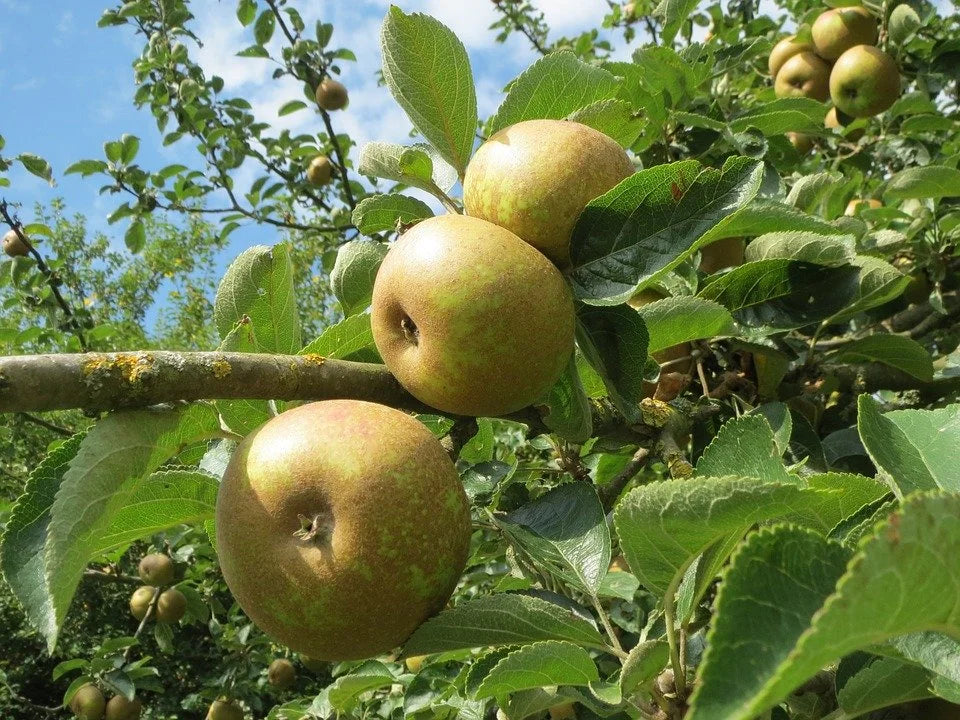 Franklin cider apples ripening on the branch