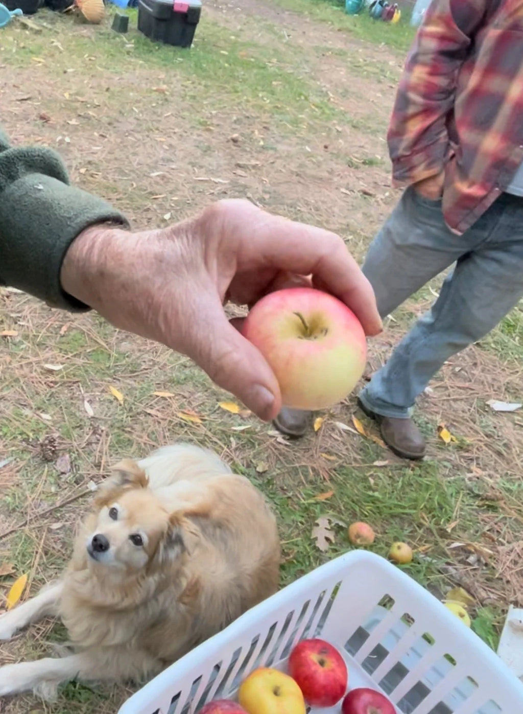 A freshly picked Freedom apple handed over at harvest