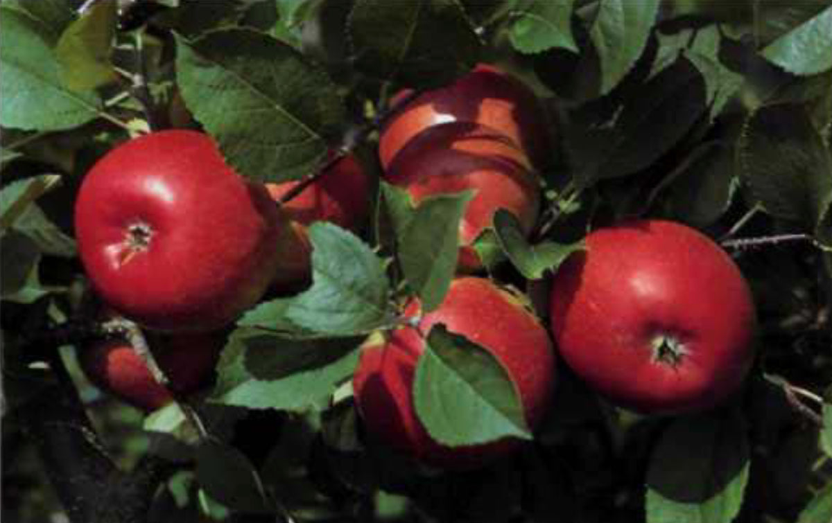 Freedom apples ripening on the tree