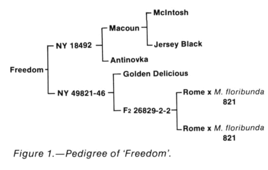 Pedigree chart showing the parentage of the Freedom apple