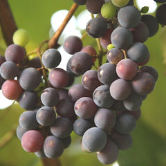 Grapes