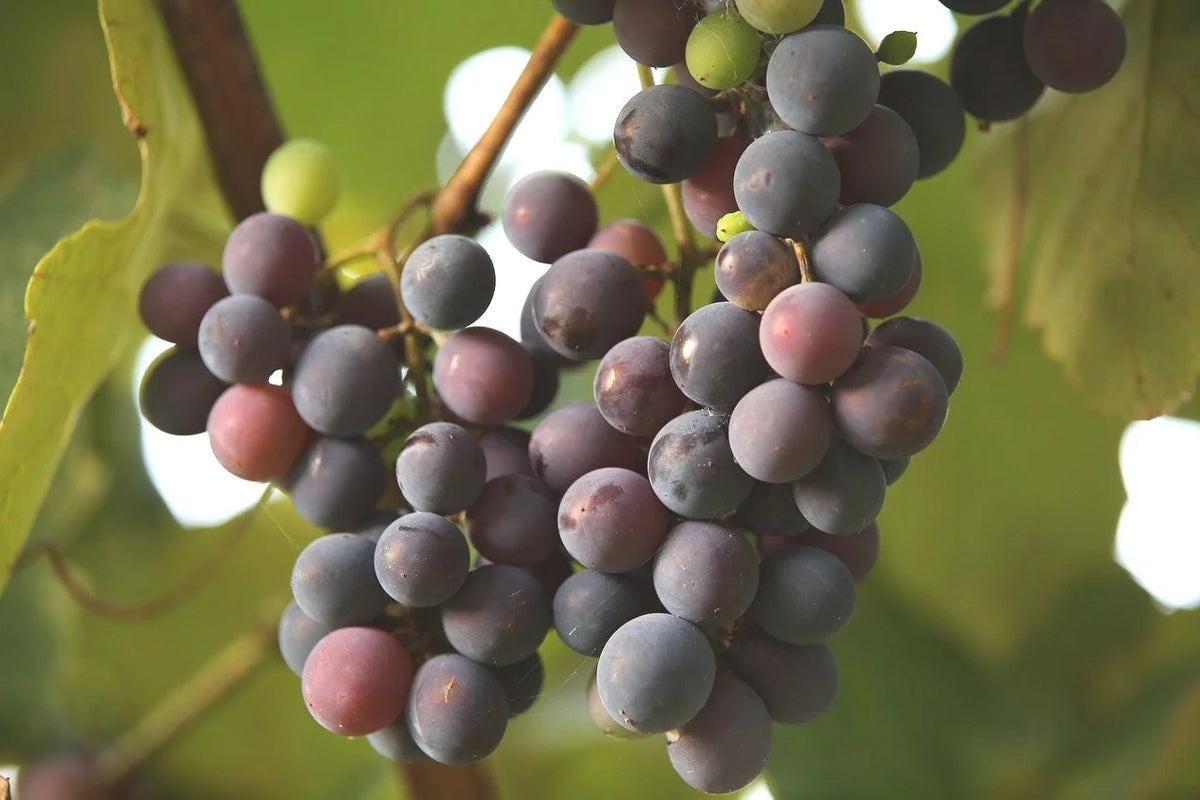 Frontenac grape clusters ripening on the vine