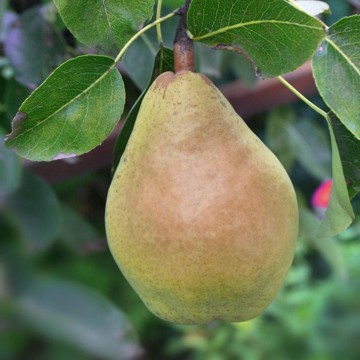 Representative photo of a large Bartlett-shaped pear on the tree, not Frost itself