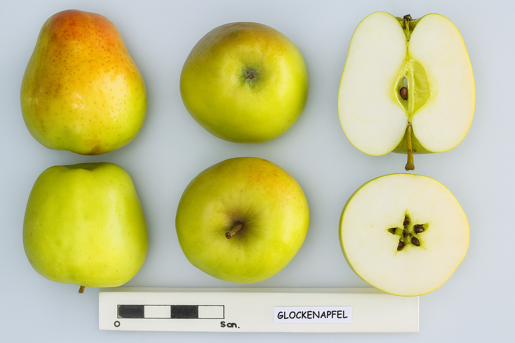 Glockenapfel apples shown whole and cut beside a size scale
