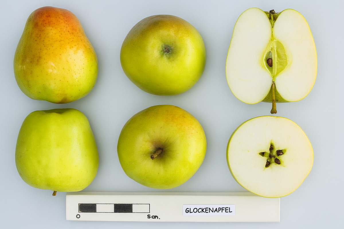 Glockenapfel apples shown whole and cut beside a size scale