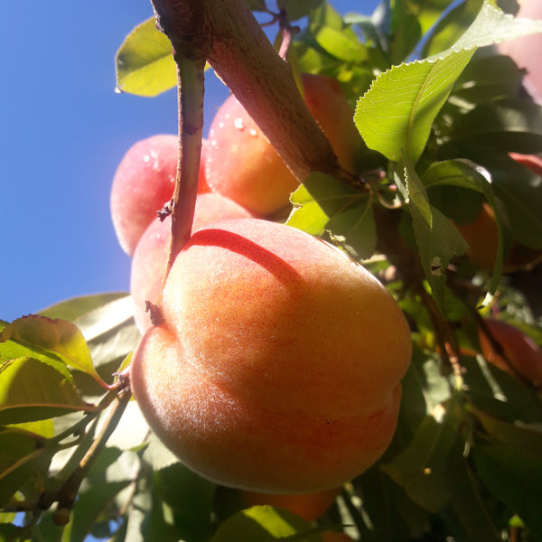 Representative photo of a ripe peach on the tree, not Glohaven itself