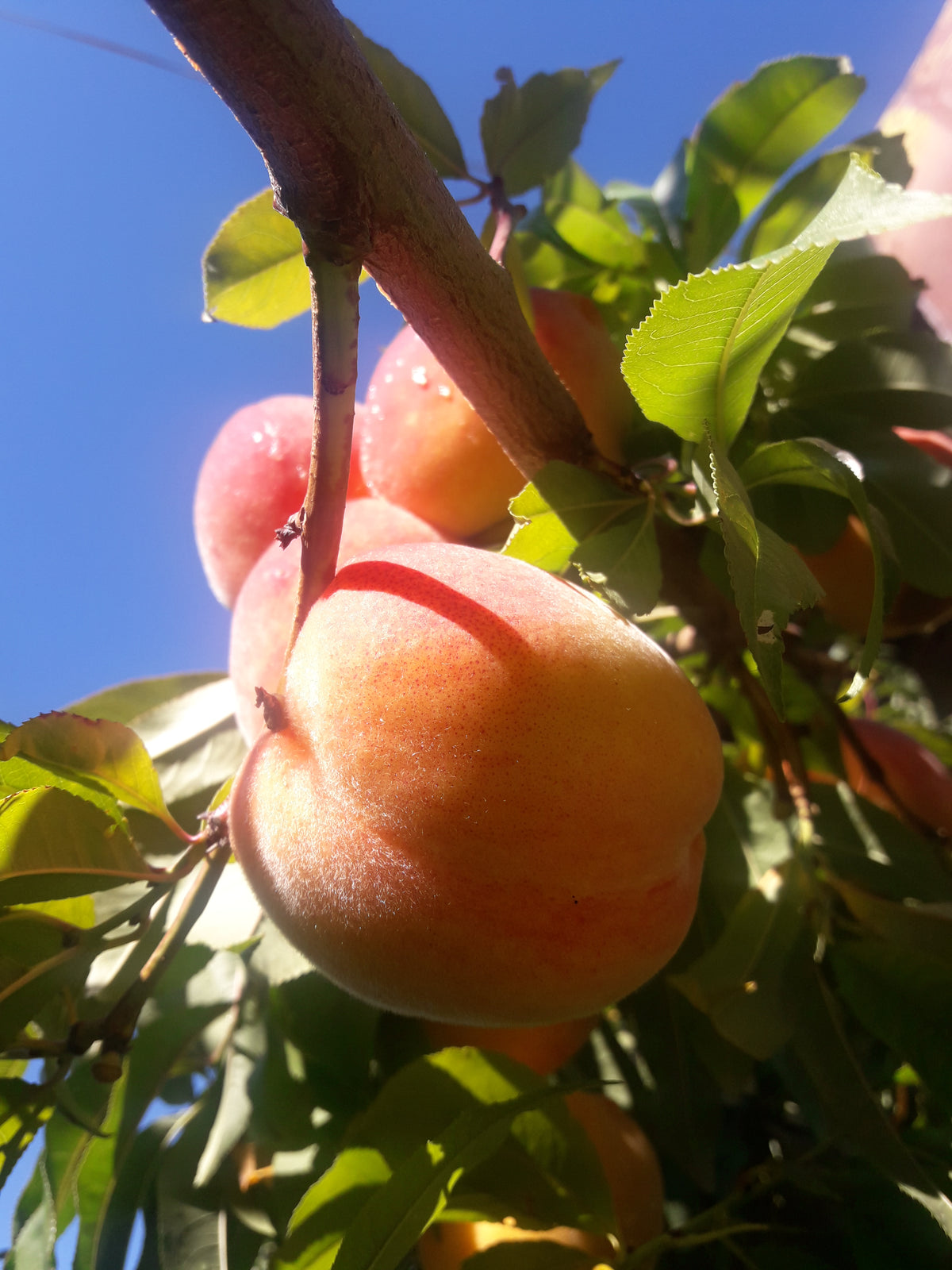 Representative photo of a ripe peach on the tree, not Glohaven itself