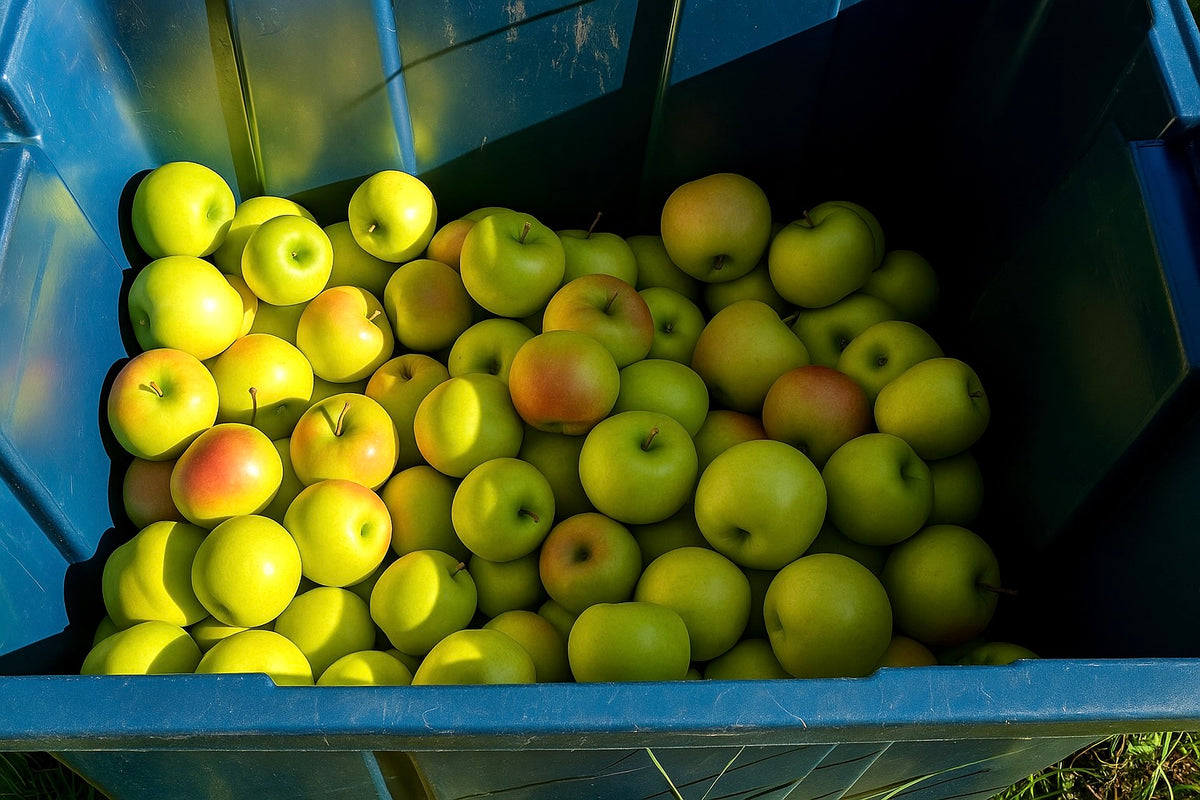 Goblin apples in a harvest crate