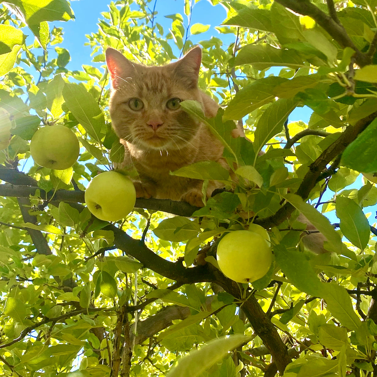 Apple Tree