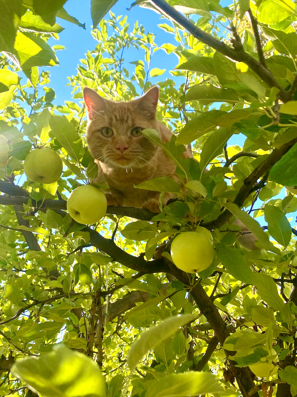 A cat resting in the branches of a Goblin apple tree