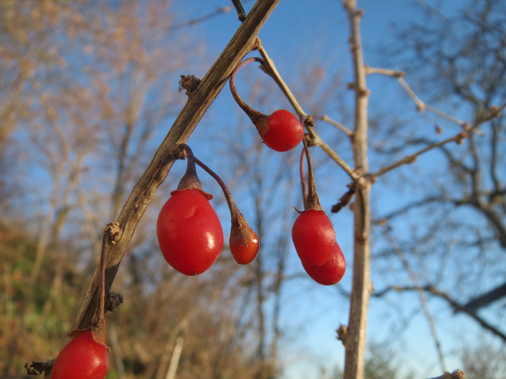 Glossy goji berries against a blue autumn sky