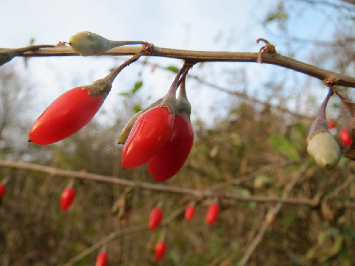 Close-up of elongated red goji berries