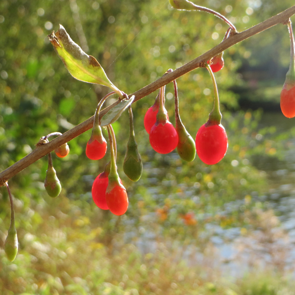 Goji Berry (Bundle of 3) | Spring 2027