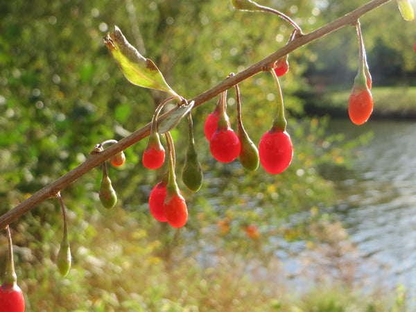 Goji Berry (Bundle of 3) | Spring 2027