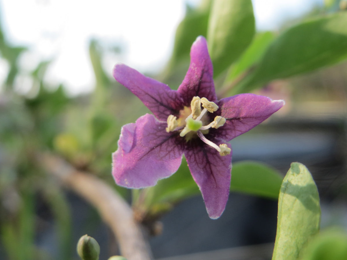 A purple goji flower