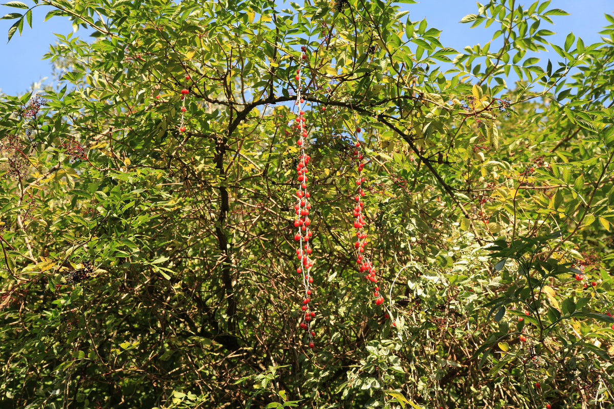 A sprawling goji shrub with long fruiting canes
