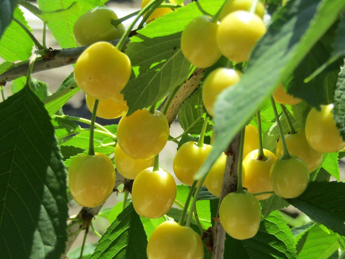 Yellow Gold sweet cherries ripening on the branch