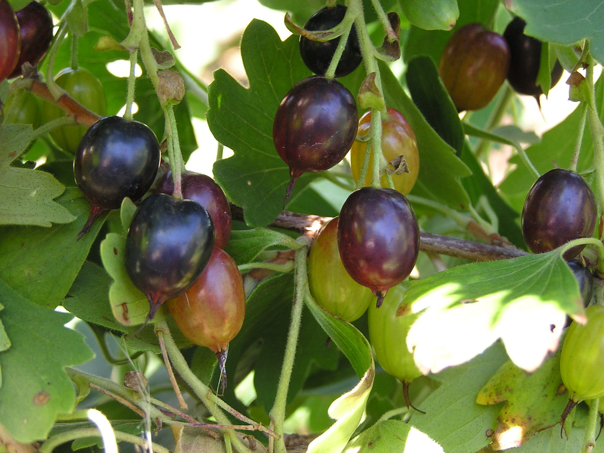 Golden currant berries ripening from amber to deep purple