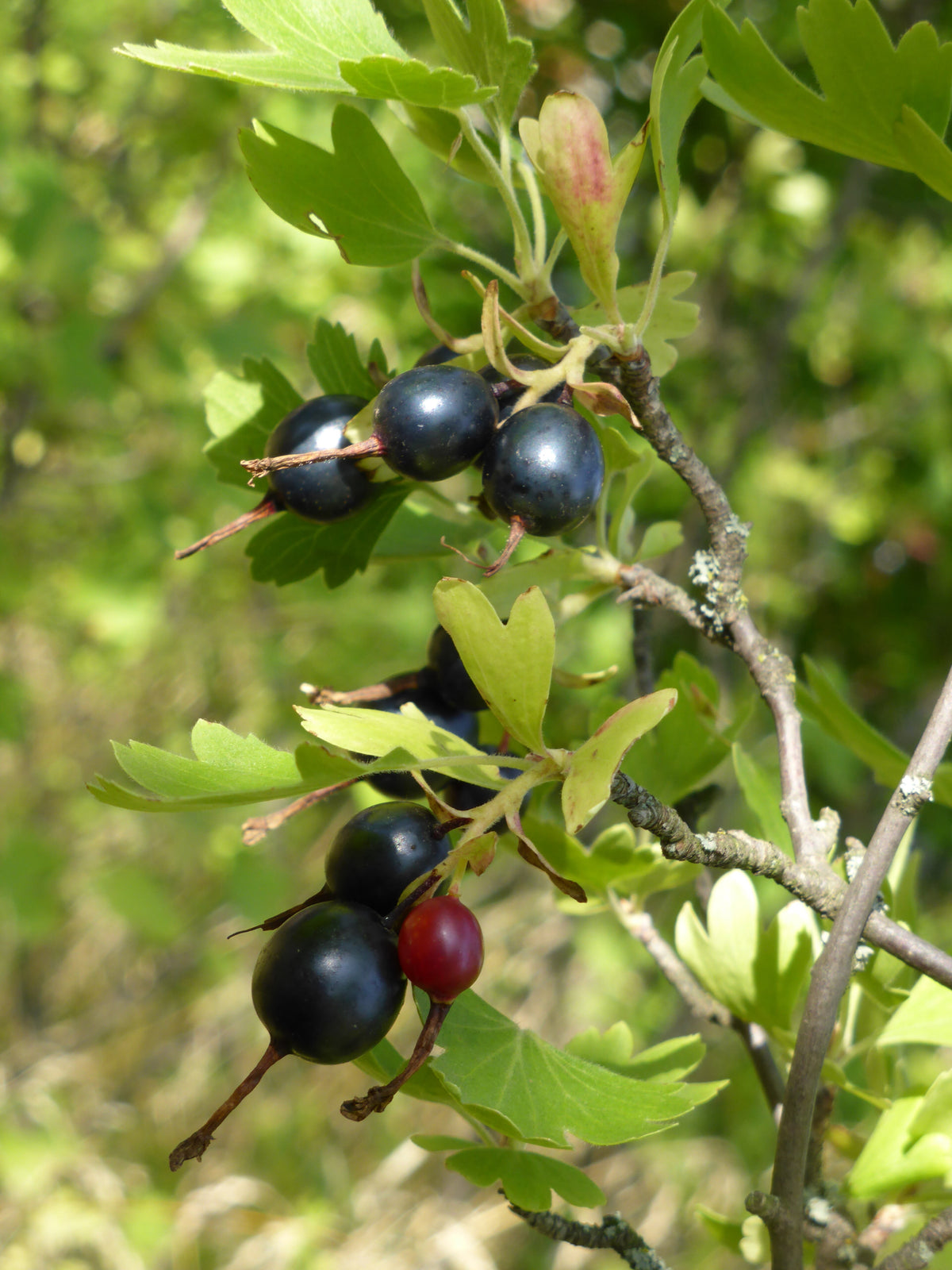 Ripe black golden currant berries on a cultivated bush