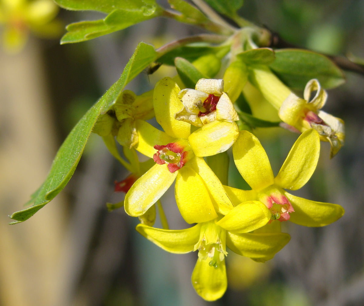 Golden currant in bloom with bright yellow flowers