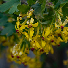 Golden Currant (Bundle of 3)