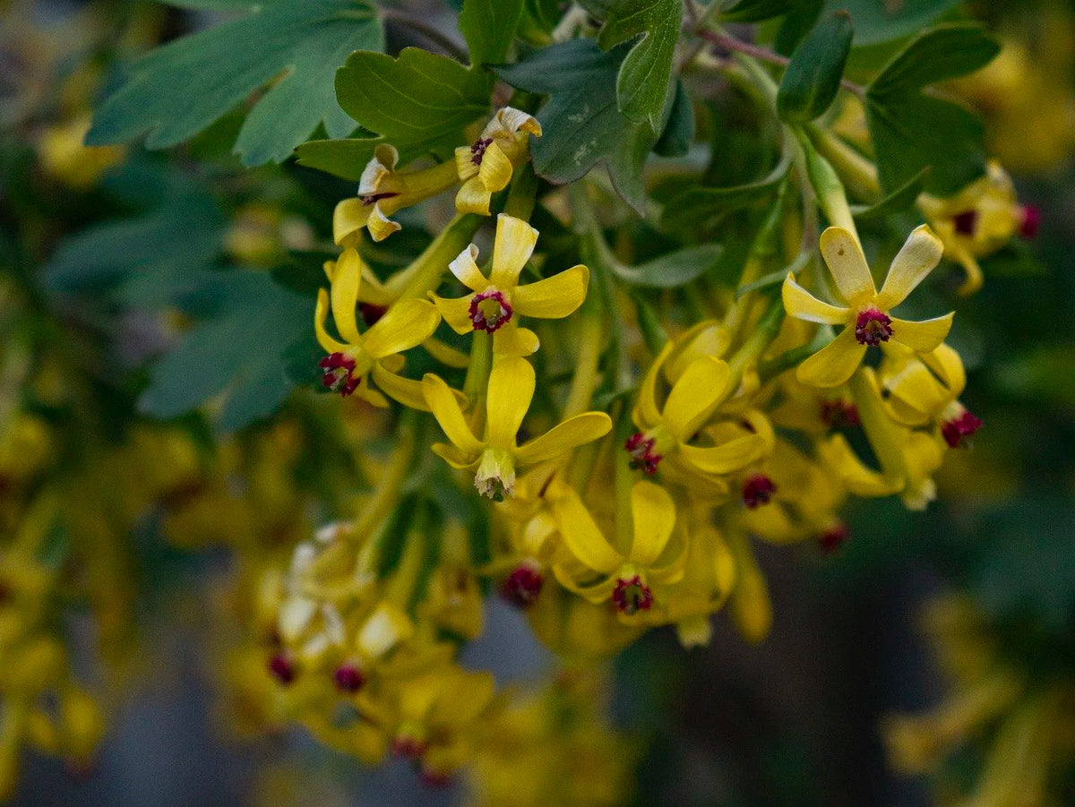 Golden currant in bloom with clusters of yellow flowers