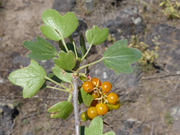 Ripe orange golden currant berries on the branch