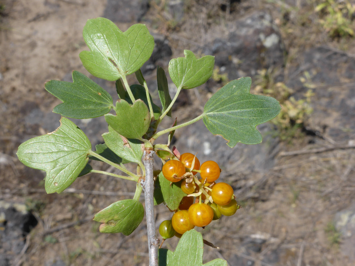 Ripe orange golden currant berries on the branch