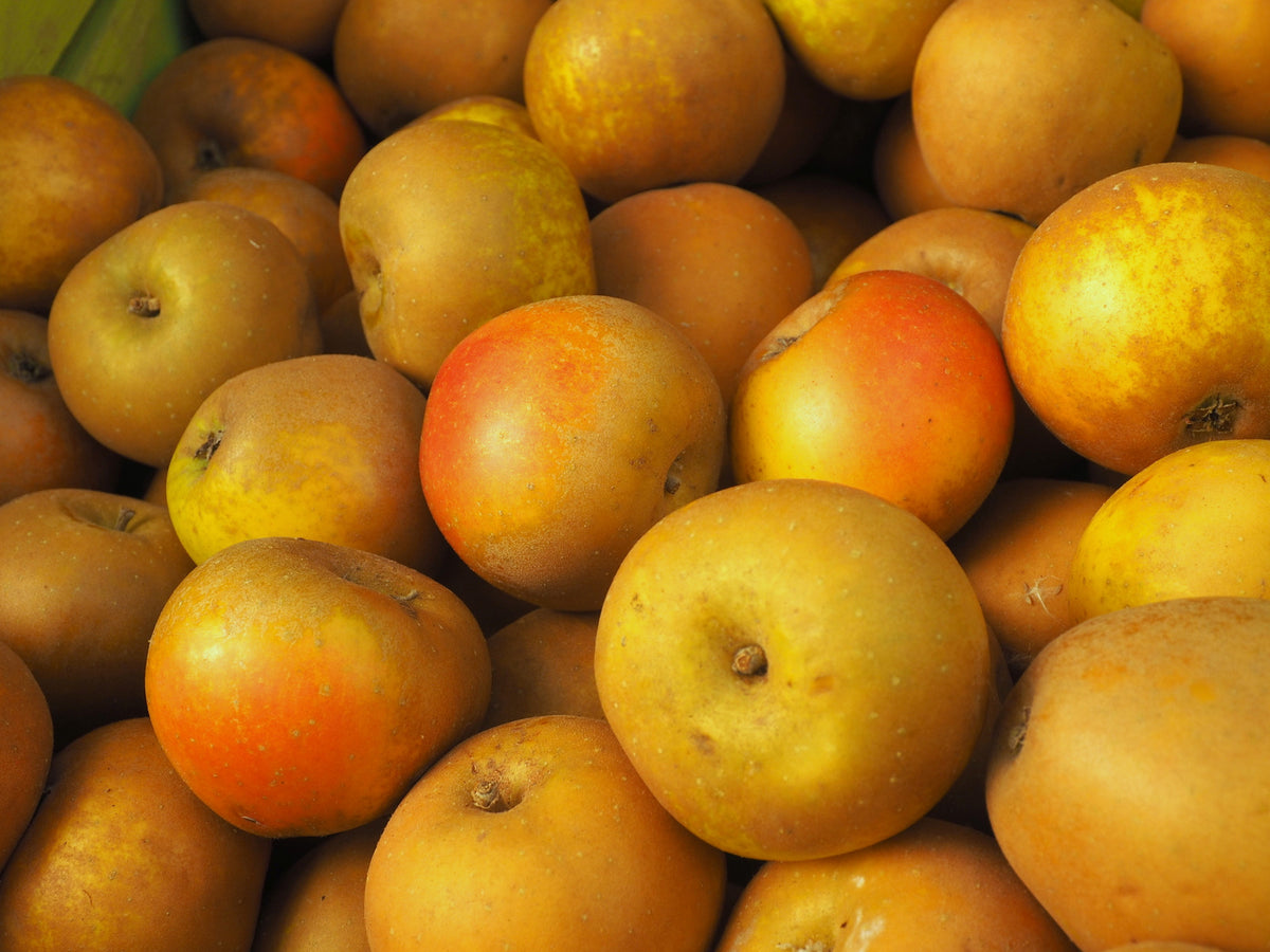Representative photo of golden russeted Egremont Russet apples, not Golden Harvey itself